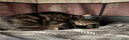 Mixed Breed cats for sale: Beautiful kittens of marble and striped colors - Advert 3
