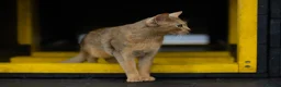 Abyssinian cats for sale: Gorgeous Abyssinian kittens - Advert 5