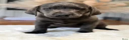 Labrador Retriever dogs for sale: Exceptionally health tested Kc reg Labrador pups - Advert 8