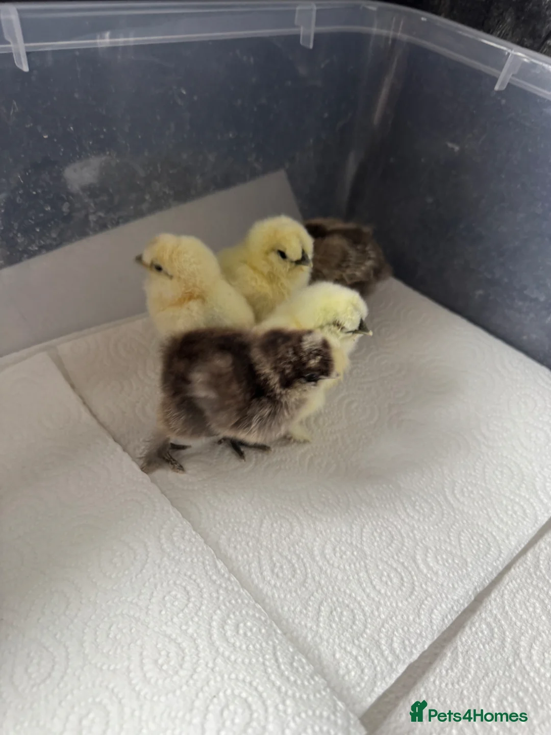 Chickens poultry for sale: Silkie Chicks - Advert 1