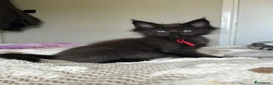 Black poly Male 