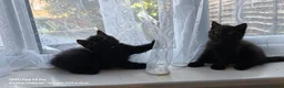 British Shorthair cats for sale: GCCF Registered British Shorthair Kittens Black  - Advert 9