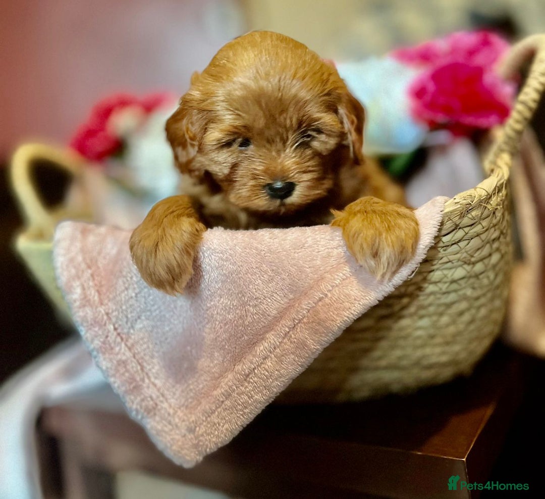 Shihpoo dogs for sale: 💙💗💗 stunning  F1 shihpoo puppies 🔥  - Image 7