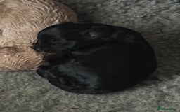 Bordoodle dogs for sale: F1B Bordoodle Puppies - Image 15