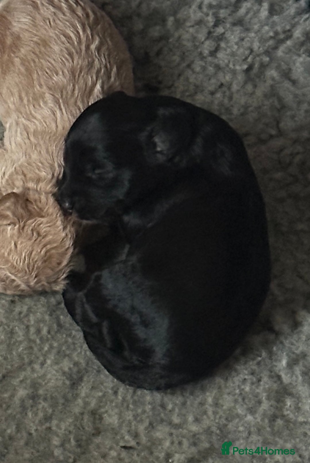 Bordoodle dogs for sale: F1B Bordoodle Puppies - Image 15