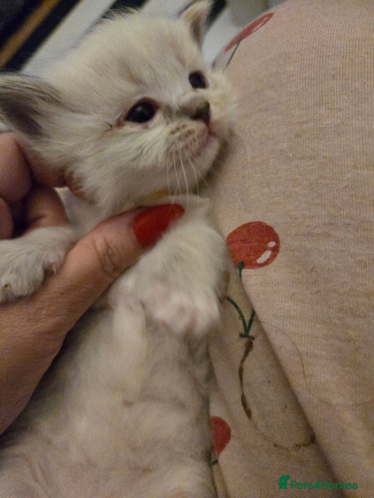 Ragdoll cats for sale: Stunning litter of Purebred Ragdoll kittens - Advert 27