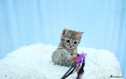 Bengal cats for sale: 🔥Stunning Bengal kittens Available🔥 - Image 21