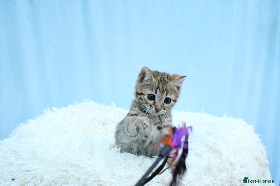 Bengal cats for sale: 🔥Stunning Bengal kittens Available🔥 - Image 21