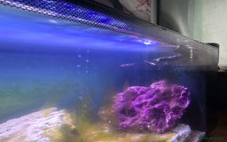 Other/Mixed Breed fish for sale: Complete marine set up with clowns - Image 3