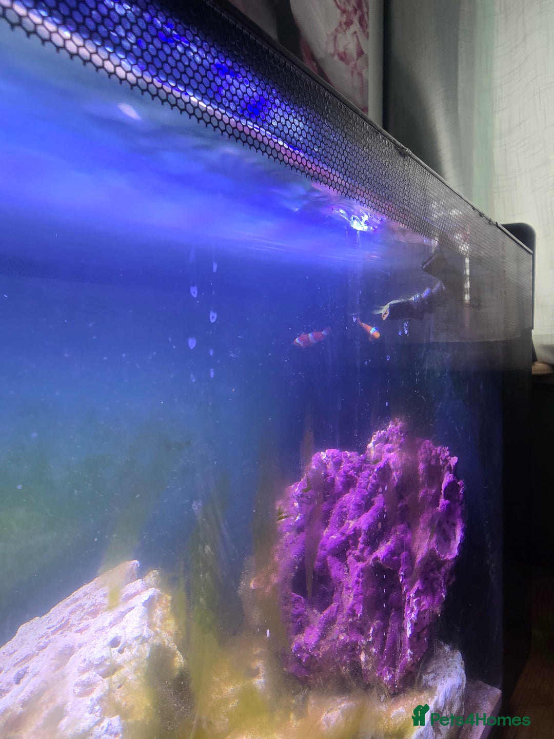 Other/Mixed Breed fish for sale: Complete marine set up with clowns - Image 3
