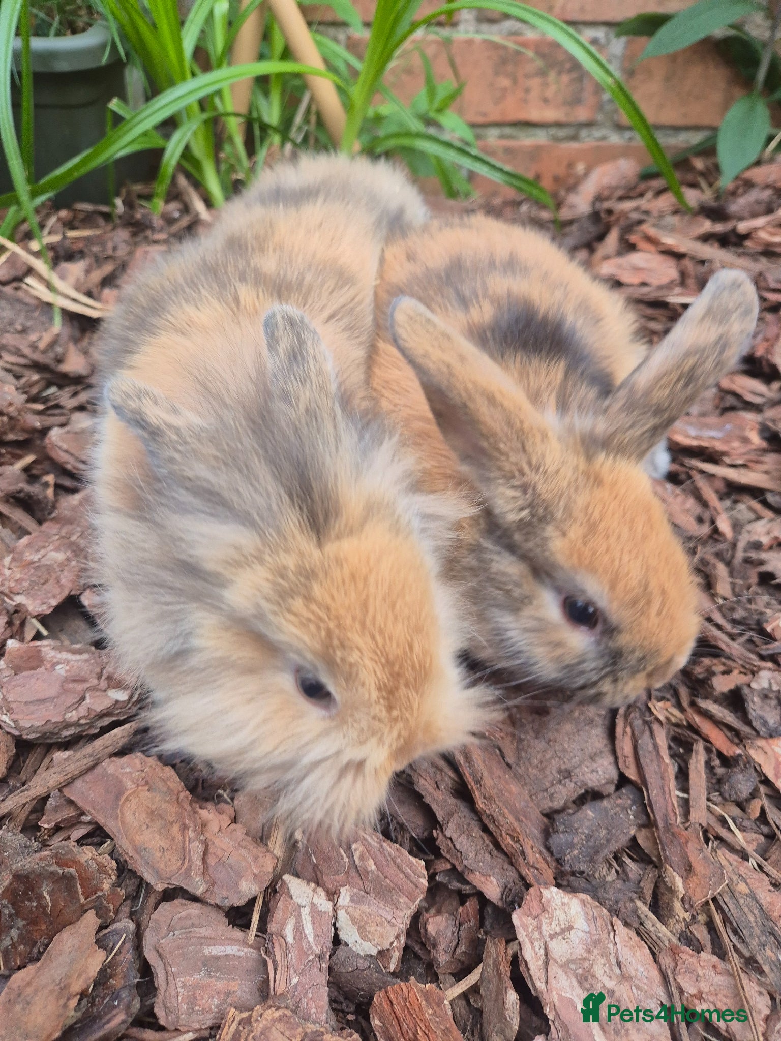 Mixed Breed rabbits READY NOW - KITS - Advert 3