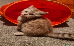 British Shorthair cats for sale: Stunning  GCCF Bred British Shorthair kittens - Image 6
