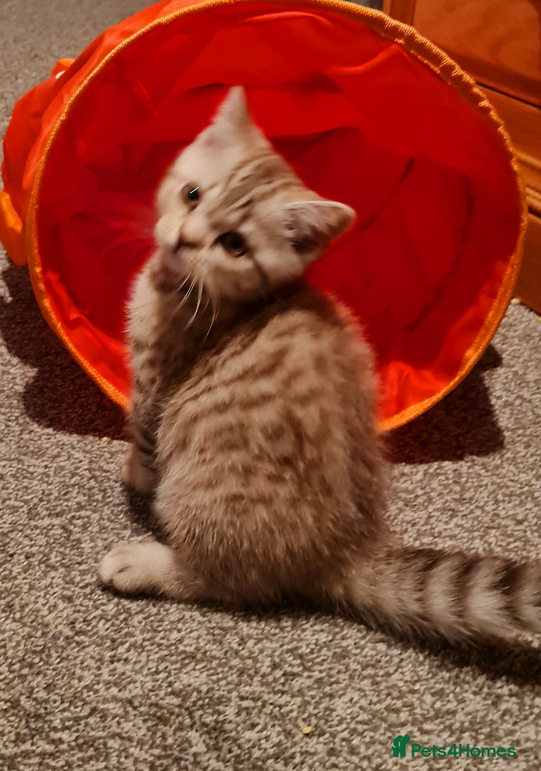 British Shorthair cats for sale: Stunning  GCCF Bred British Shorthair kittens - Image 6