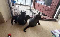 Maine Coon cats for sale: Kittens Half Maincoone  - Image 7