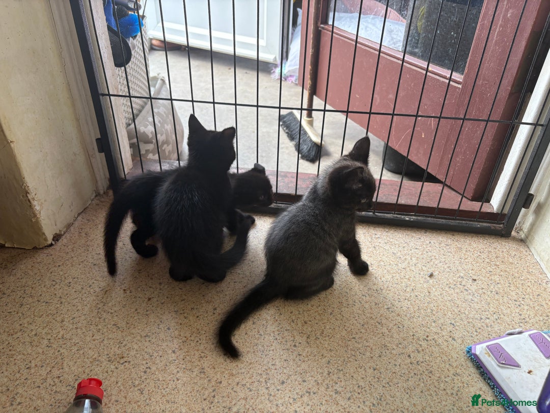 Maine Coon cats for sale: Kittens Half Maincoone  - Image 7