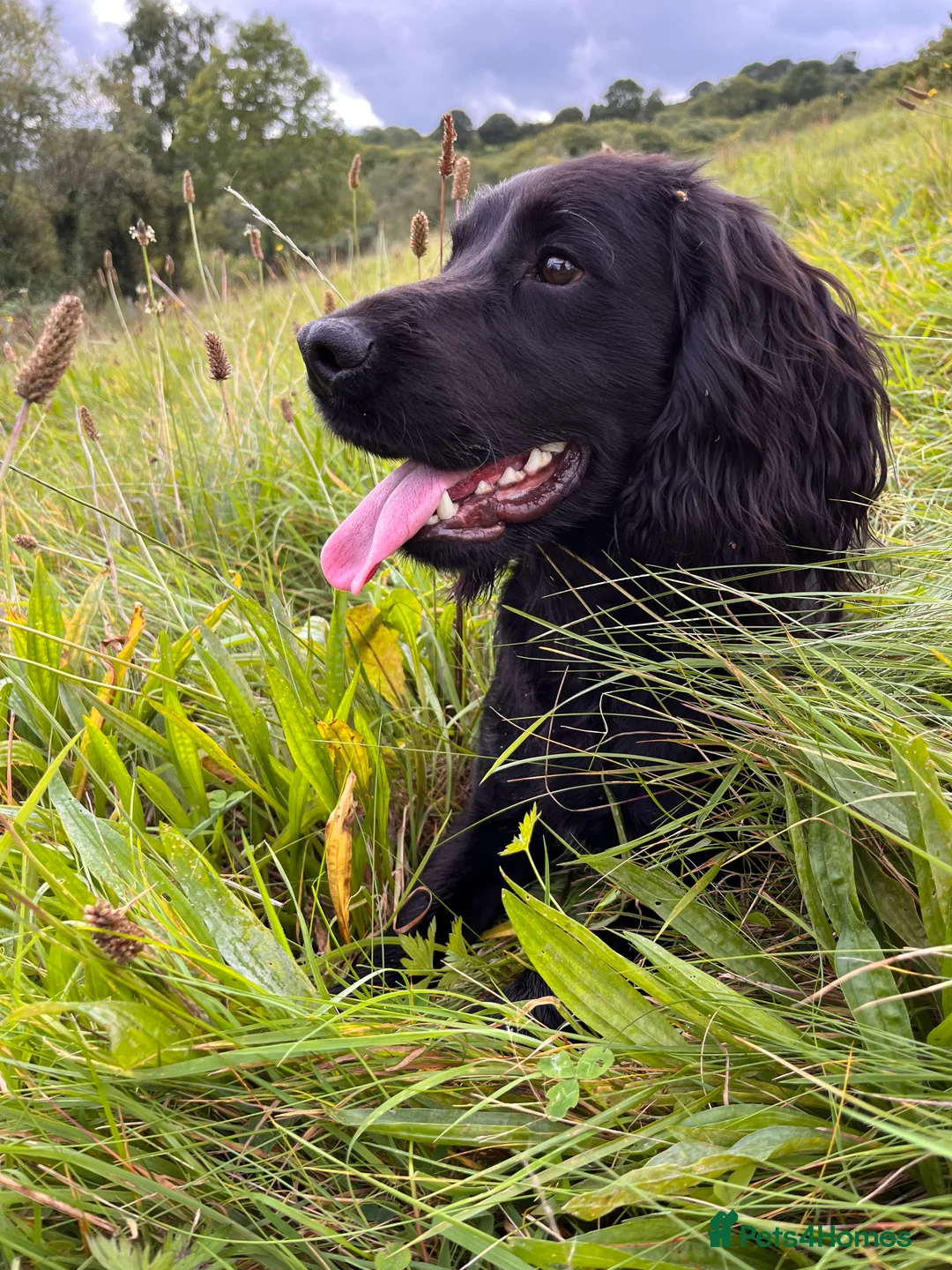 Cocker Spaniel dogs for stud: Proven Working Cocker Spaniel Stud  in Swansea - Advert 2