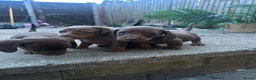 Miniature Dachshund dogs for sale: 4 miniature dachshund puppies  - Advert 20