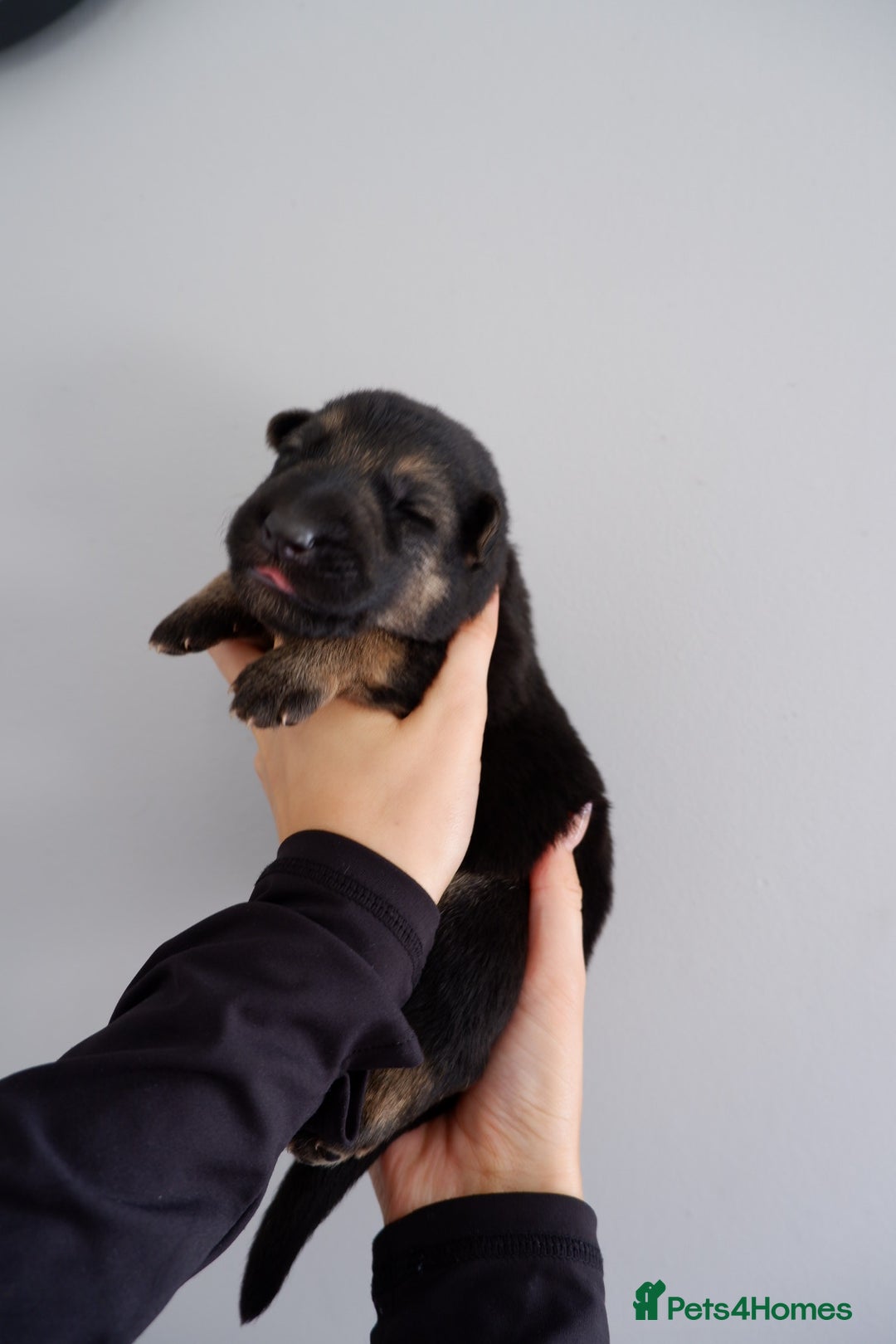 German Shepherd dogs for sale: 7 CHUNKY GERMAN SHEPHERD PUPPIES KC REGISTERED - Image 10