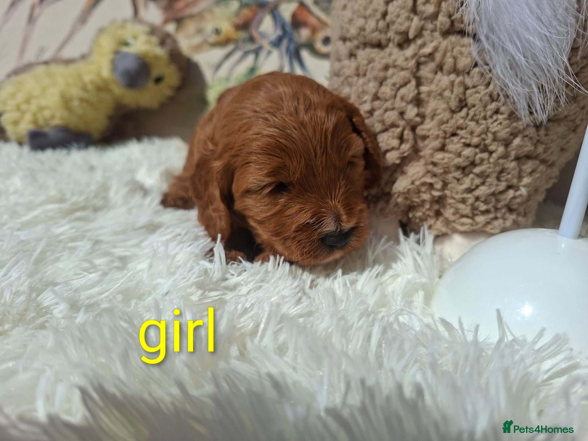Cockapoo dogs Cockapoo Puppies PRA Clear! 262 DNA tests clear!KC - Advert 1
