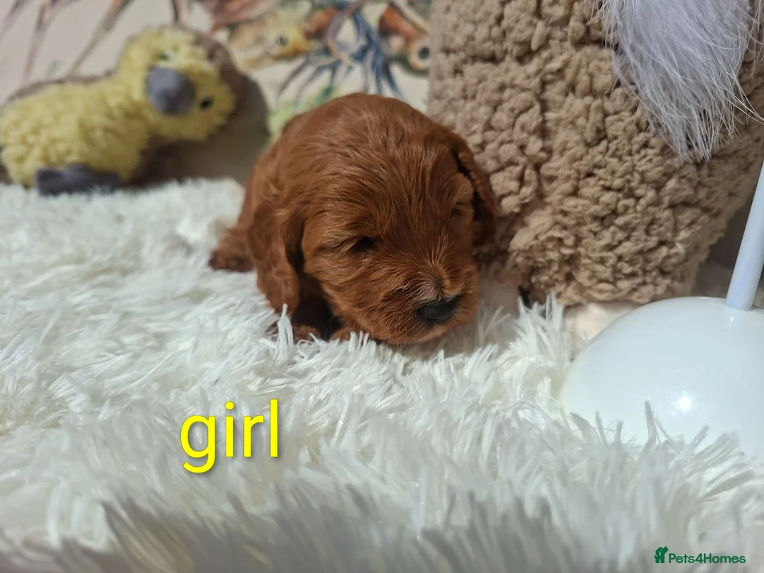 Cockapoo dogs for sale: Cockapoo Puppies PRA Clear! 262 DNA tests clear!KC - Advert 1