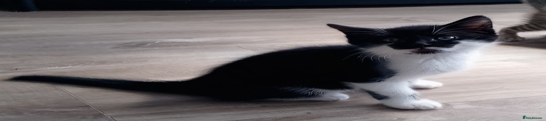 Mixed Breed Kitten 2 (Oreo)