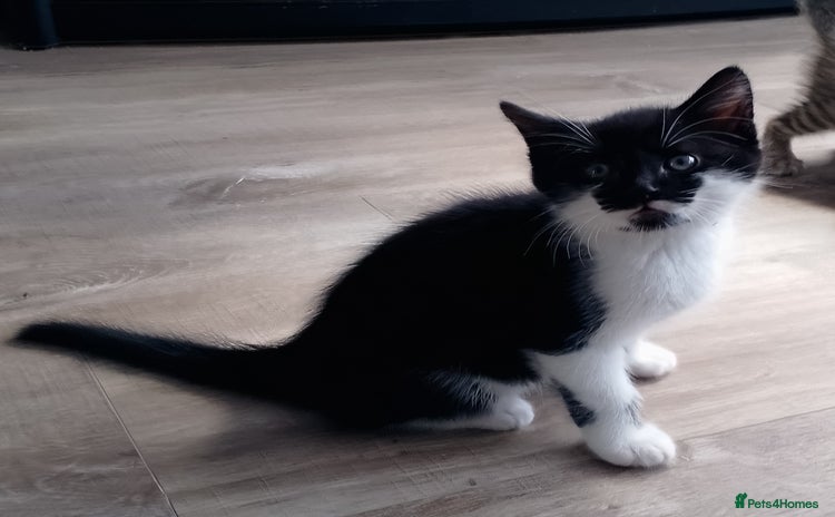 Mixed Breed cats - Advert 8