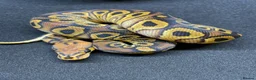 Python Snake reptiles for sale: Royals python Hatchlings  in Llanwrtyd Wells - Advert 8