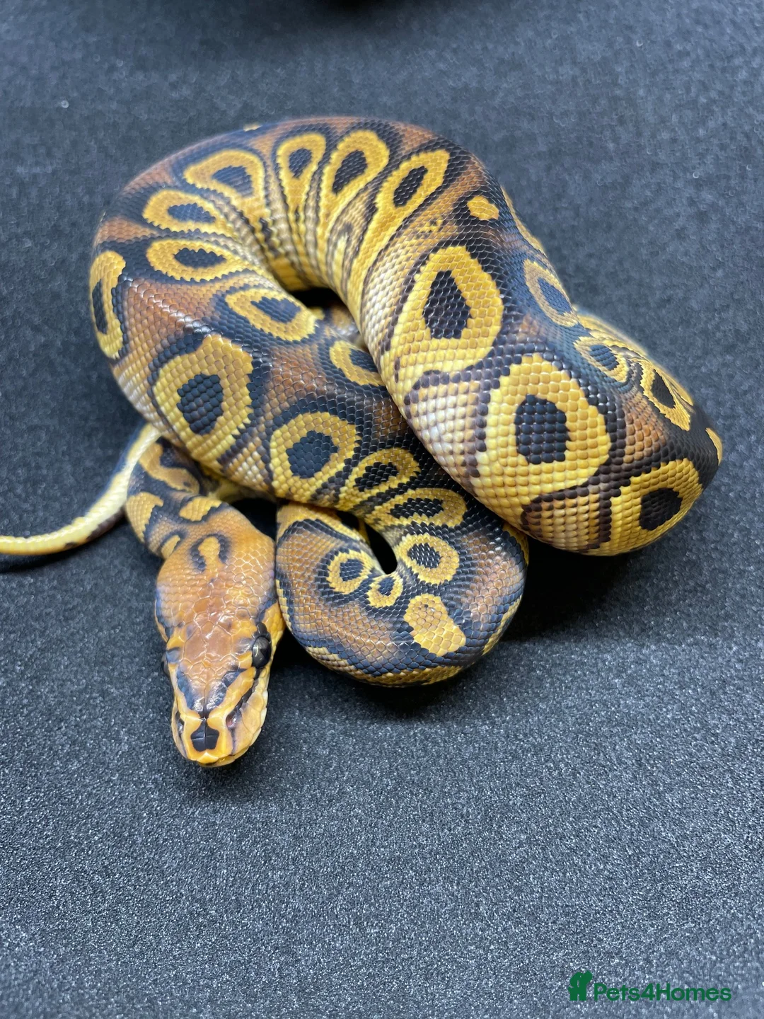Python Snake reptiles for sale: Royals python Hatchlings  in Llanwrtyd Wells - Advert 8
