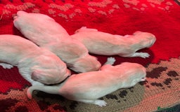 Golden Retriever dogs for sale: Beautiful Chunky Goldie’s  - Image 12