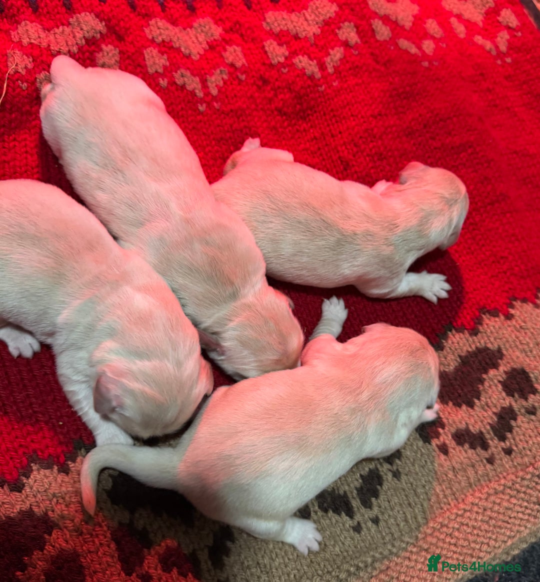 Golden Retriever dogs for sale: Beautiful Chunky Goldie’s  - Image 12