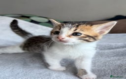 Mixed Breed cats for sale: Adorable Kittens Looking for Their Forever Homes ✨ - Image 12