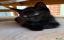 Ragdoll cats for sale: Ragdoll (cross) Kitten For Sale in Grantham - Image 3