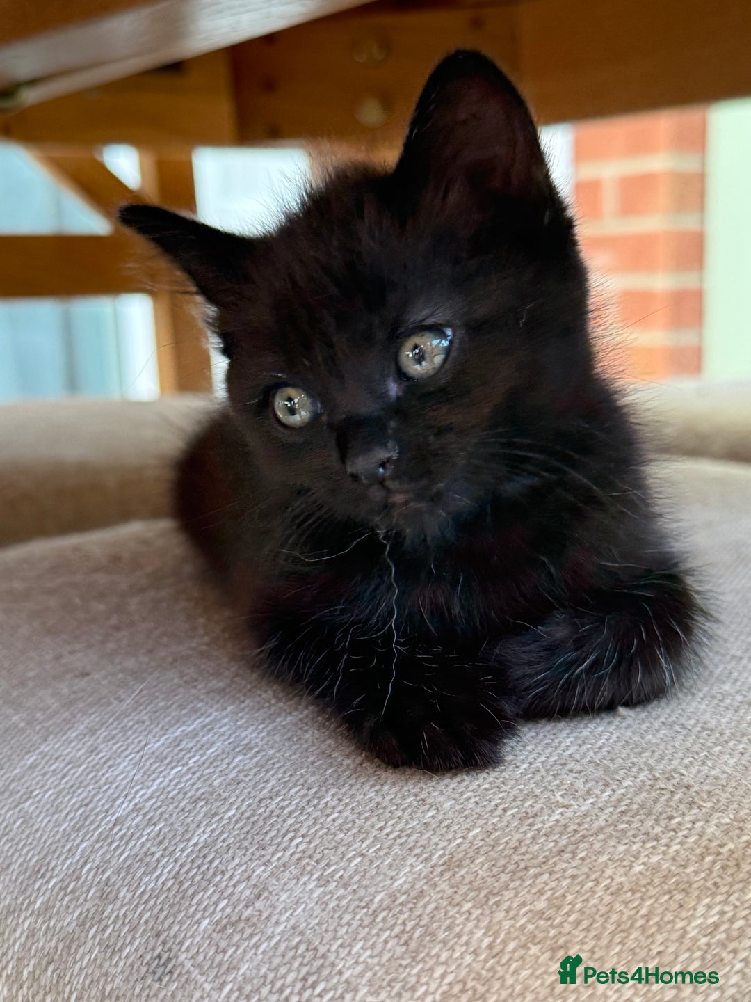 Ragdoll cats for sale: Ragdoll (cross) Kitten For Sale in Grantham - Image 3
