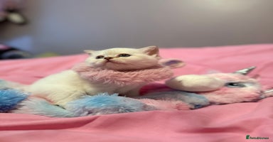 British Shorthair cats - Advert 4