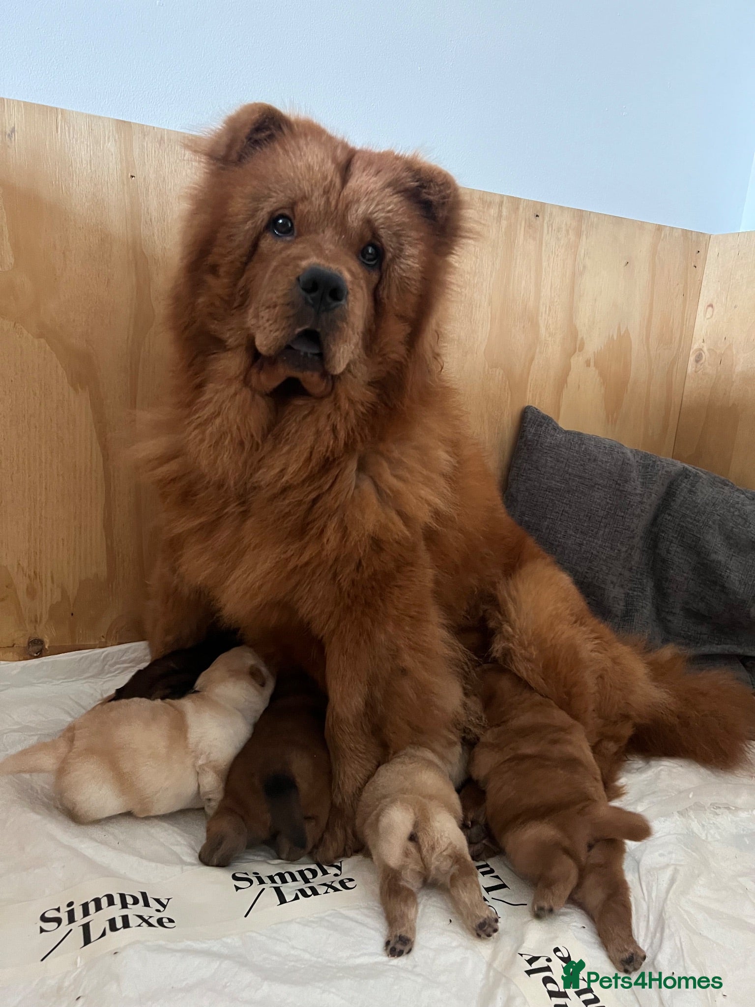 Chow Chow dogs Gorgeous Chow Chow Puppies 🐻 - Advert 1