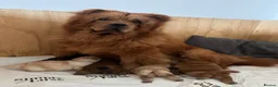 Chow Chow dogs for sale: Gorgeous Chow Chow Puppies 🐻 - Advert 13