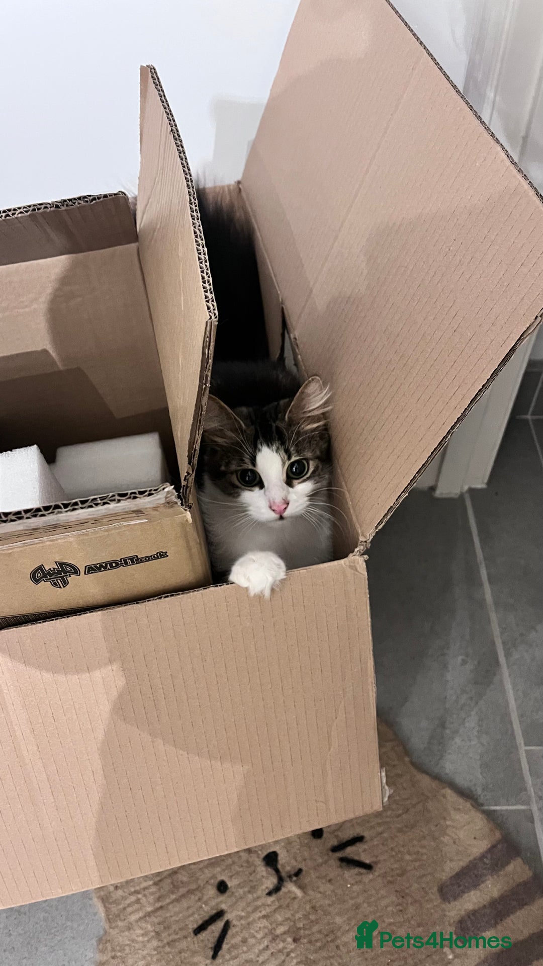 Mixed Breed cats for sale: 🐾 Three Beautiful Cats Looking for Loving Homes  - Image 15