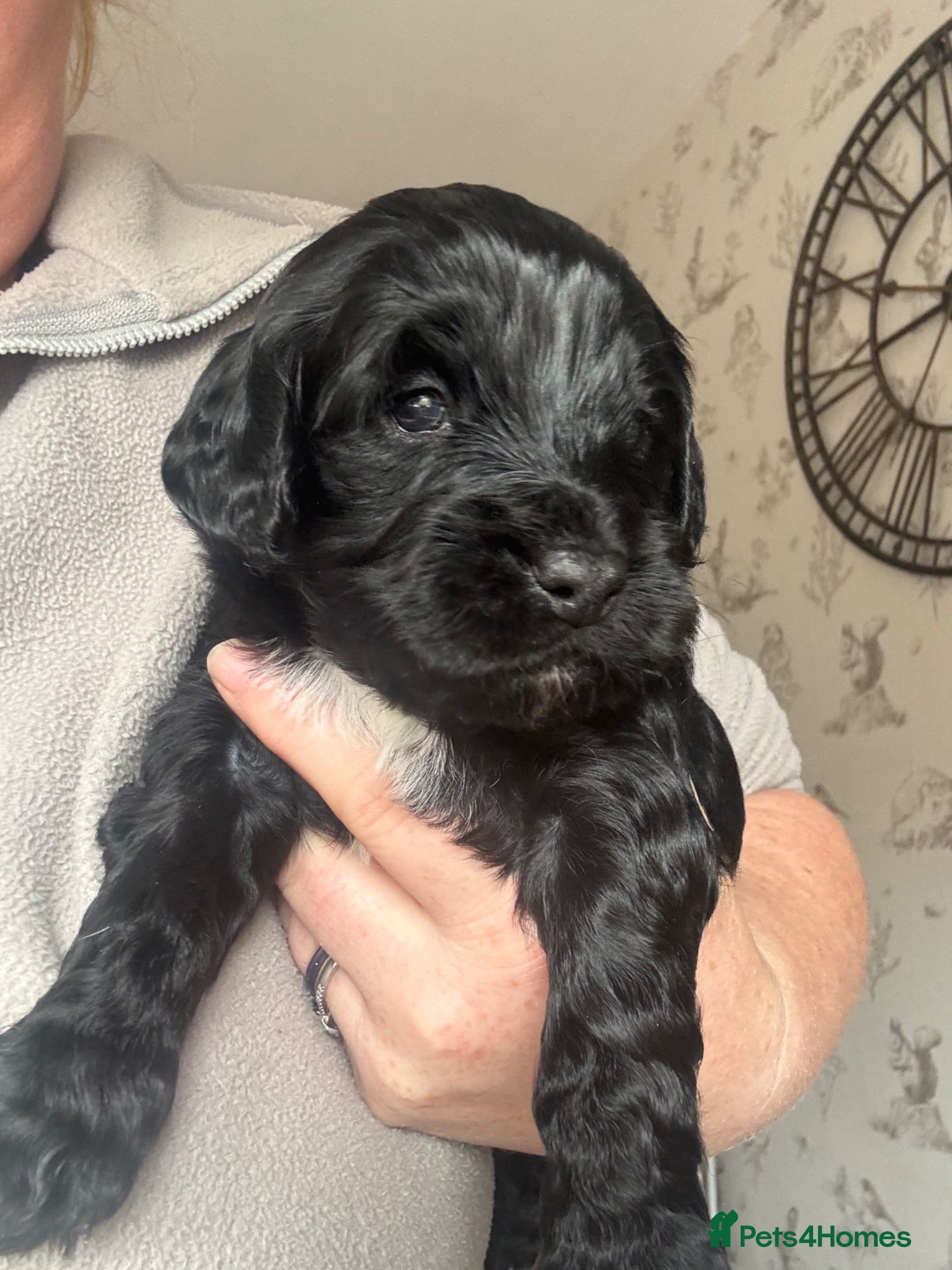 Mixed Breed dogs Sproodles - Advert 2