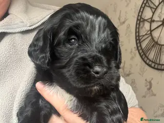 Mixed Breed dogs Sproodles - Advert 2