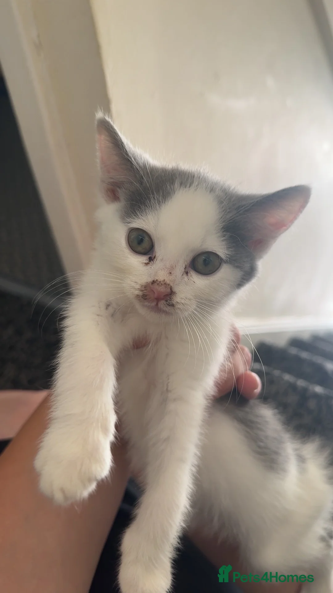 Mixed Breed cats for sale: 2 kittens available  - Advert 2