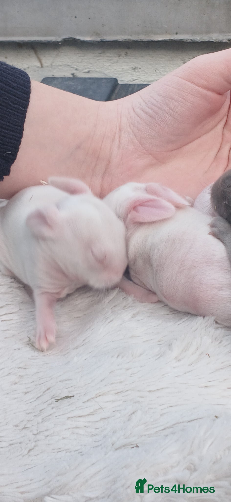 Mixed Breed rabbits 2 albino rabbits - Advert 1