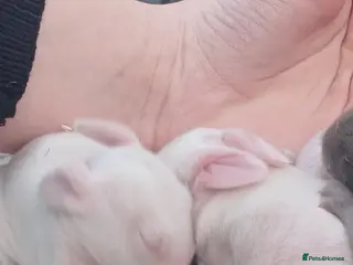 Mixed Breed rabbits 2 albino rabbits - Advert 1