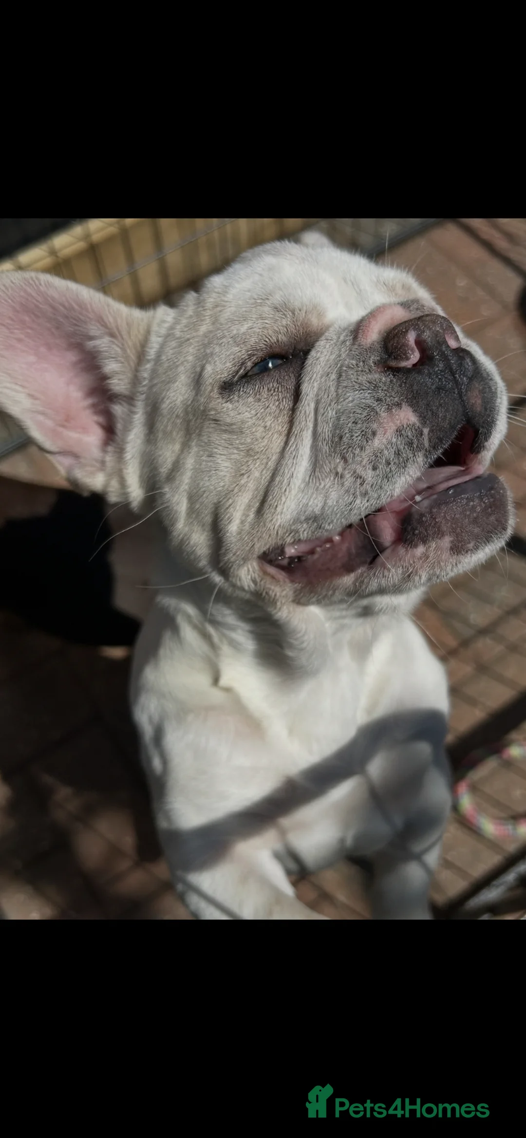 French Bulldog dogs for sale: Panda Husky French Bulldog carrying pink & fluffy  in Ongar - Advert 2