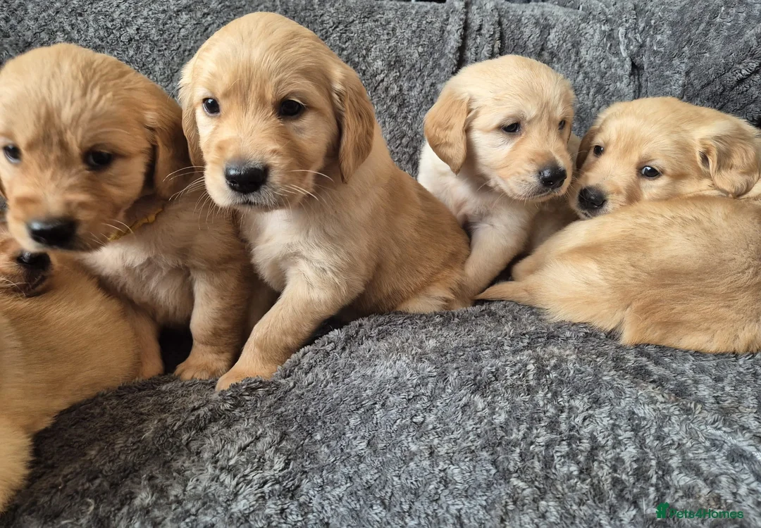 Golden Retriever dogs for sale: Beautiful KC Reg Golden Retrievers - Advert 3