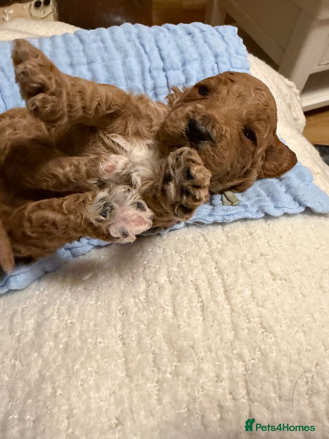 Labradoodle dogs for sale: Labradoodle  - Advert 20