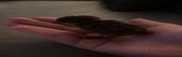 Quail poultry for sale: £ 3 each 4 babby quails  for sale 4 days old  in Aylesbury - Advert 4
