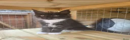 Maine Coon cats for sale: GCCF Registered Maine Coon Kittens  - Advert 8