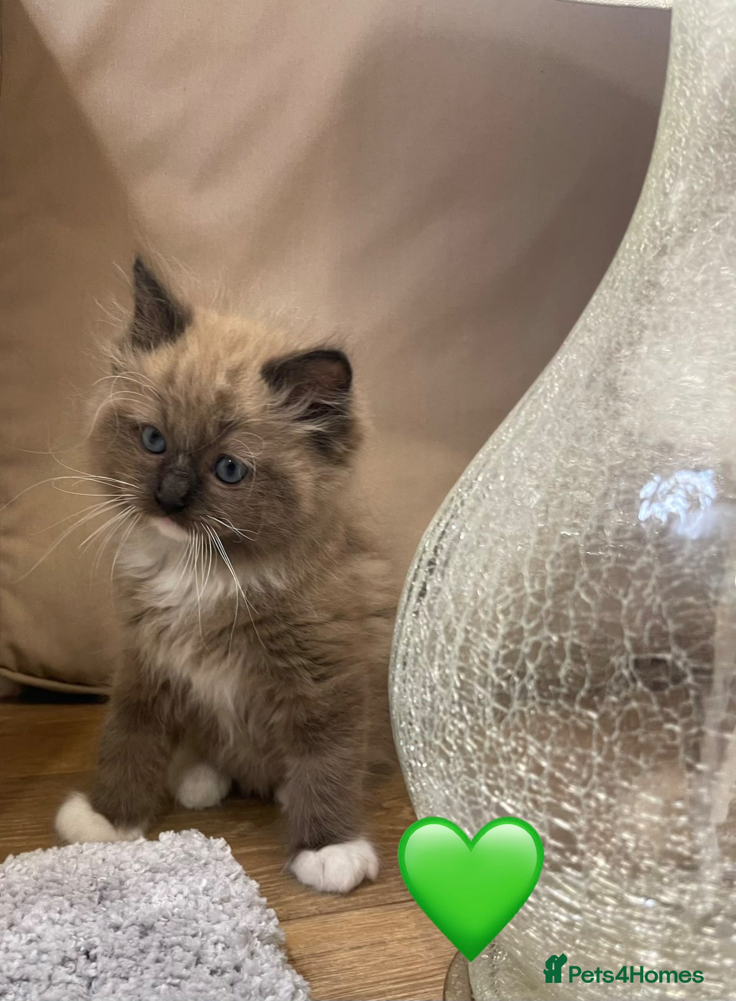 Ragdoll cats Beautiful Ragdolls Ready Now, vaccines complete - Advert 2
