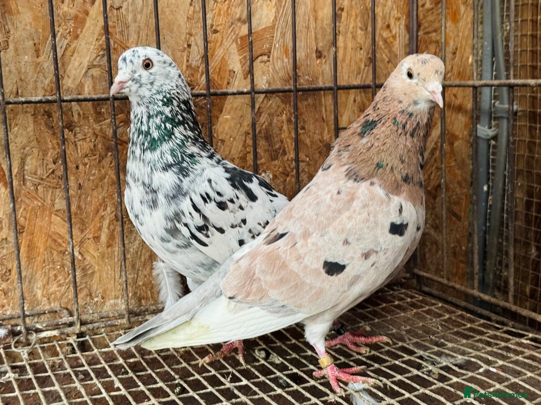Pigeons birds for sale: BEAUTIFUL ALMOMD ROLLERS FOR SALE - Advert 1