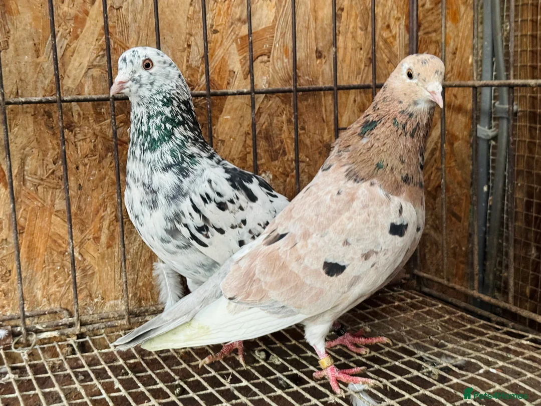 Pigeons birds for sale: BEAUTIFUL ALMOMD ROLLERS FOR SALE - Advert 1